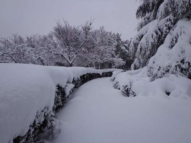 Parc de Liana recouvert de neige après une tempête - Photo, image