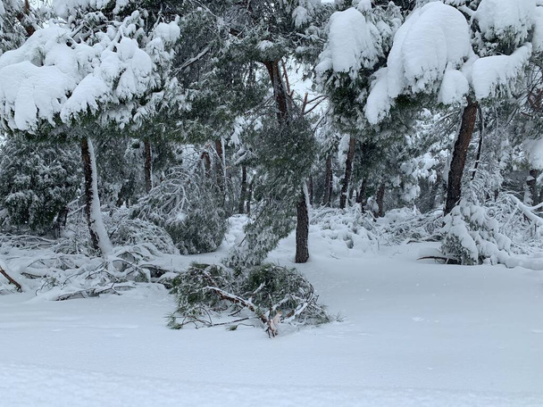 Arbres avec branches cassées dans le parc Liana après une tempête de neige - Photo, image