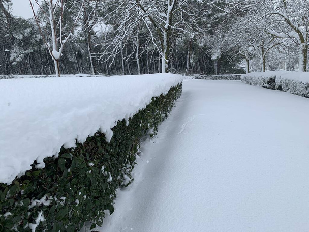 Parc de Liana recouvert de neige après une tempête - Photo, image