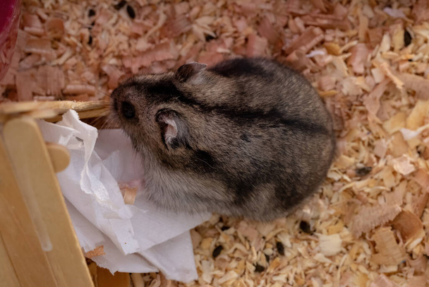 Hamster nain de Campbell de l'espèce Phodopus campbelli à foyer sélectif - Photo, image