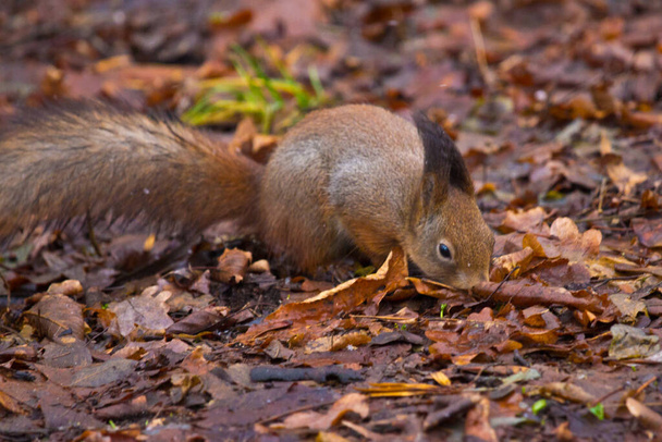 Oravan naamioväri. Oravan turkin väri yhdistyy lehtien väriin  - Valokuva, kuva