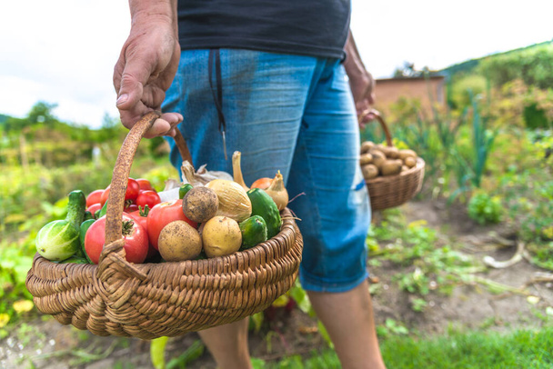 Garden produce and harvested vegetables. Farmer with bio food. Fresh farm vegetable in the basket - potato, tomato, cucumber. - Fotoğraf, Görsel