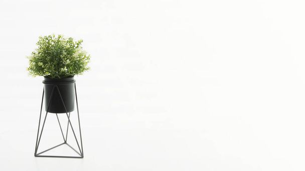 boxwood ball in a black pot, on a white background. - Фото, изображение