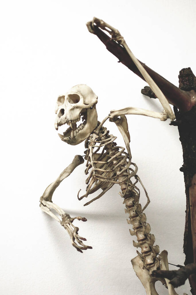 解剖学博物館の動物骨格は  - 写真・画像