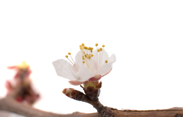 galho de damasco florescendo
 - Foto, Imagem
