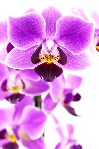 Rama de orquídea rosa (macro foto
) - Foto, imagen