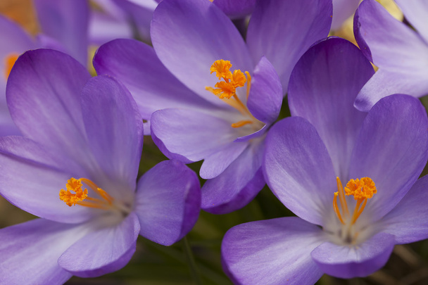 Lila crocus virágok tavasszal - Fotó, kép
