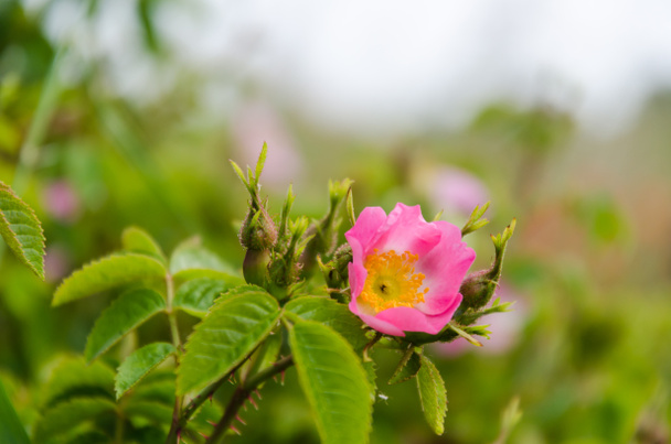 Egyedülálló, gyönyörű rózsaszín vadvirág. - Fotó, kép