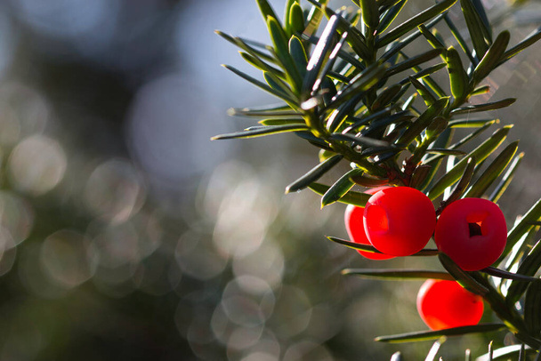 bright red yew berries - Fotoğraf, Görsel