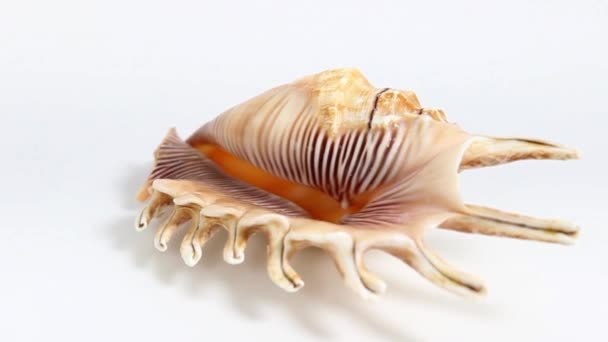 Beautiful seashell close-up on a white background. Turntable. Selective shot. - Footage, Video