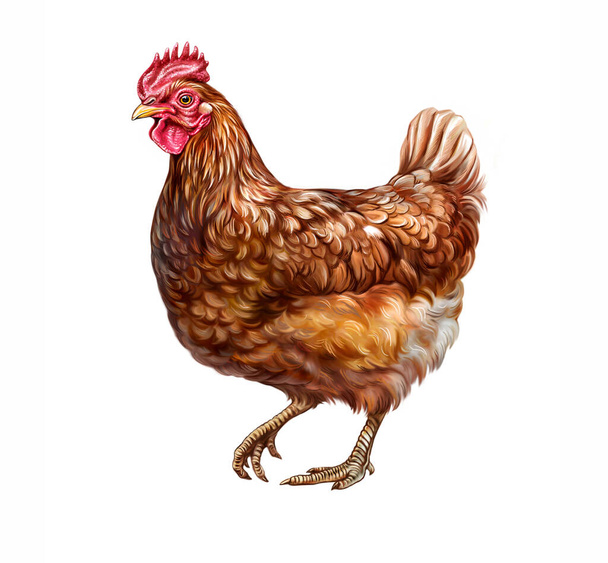 Kurczak (Gallus gallus domesticus) realistyczny rysunek dla encyklopedii ptaków, ilustracja izolowany obraz na białym tle - Zdjęcie, obraz
