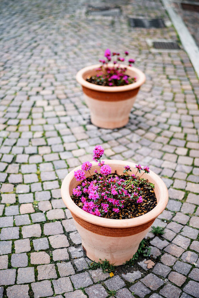 Вуличні квіткові горщики з бузковими квітами на тротуарах
. - Фото, зображення