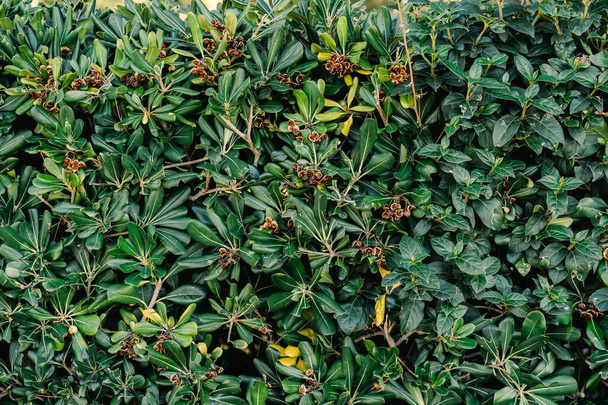 Pittosporum tobira shrub with ripe red seeds. - Photo, Image