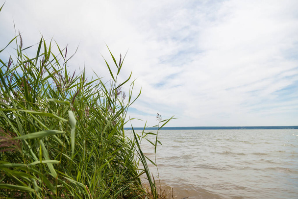 Část pobřeží se zelenými keři s rákosím detailní záběr na pozadí vody v časném letním dni na řece, rybářské odpočinku. - Fotografie, Obrázek