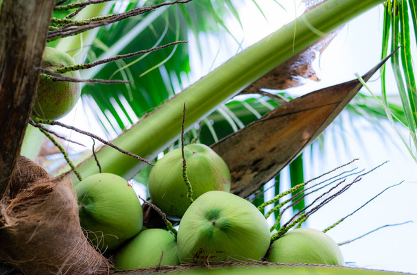 Kokosnoot op een kokosboom. Tropisch fruit. Palmboom met groene bladeren en fruit. Kokosnoot boom in Thailand. Kokosplantage. Landbouwbedrijf. Biologische drank voor de zomer. Exotische installatie.  - Foto, afbeelding