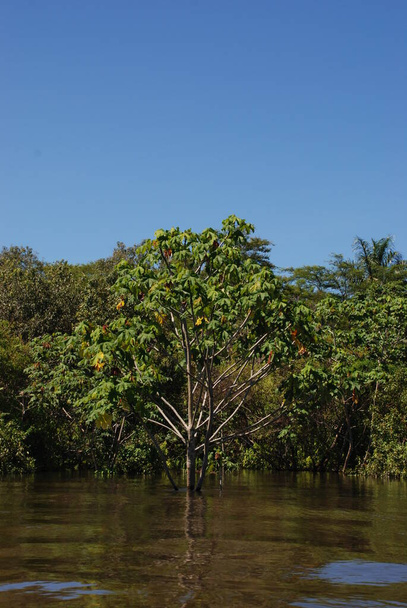 La rivière Amazone dans la jungle amazonienne près de Manaus au Brésil - Photo, image