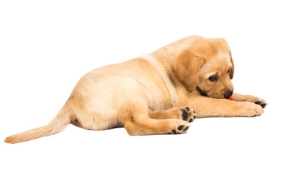 Labrador Filhote de cachorro isolado
  - Foto, Imagem