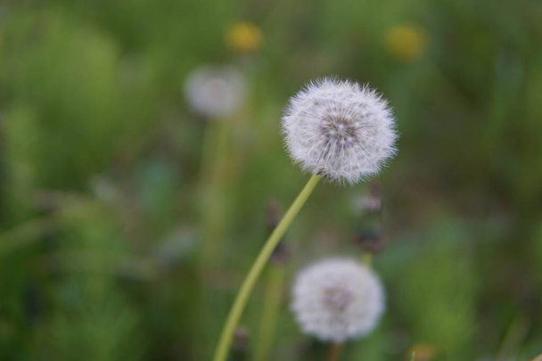 Макро фото квітки насіння кульбаби
 - Фото, зображення