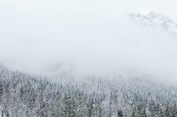 Slovenya 'nın Alpler kentinde kar kaplı ağaçlarla kaplı kış manzarası. Doğa konseptinin güzelliği. - Fotoğraf, Görsel