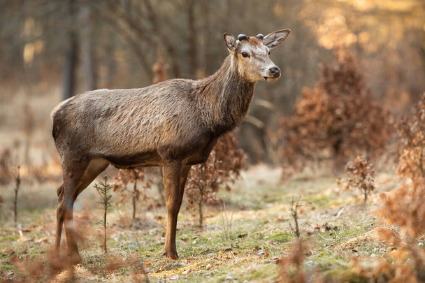 Yeni boynuzları olan kırmızı geyik, ilkbahar ormanlarında bir açıklıkta dikiliyor.. - Fotoğraf, Görsel