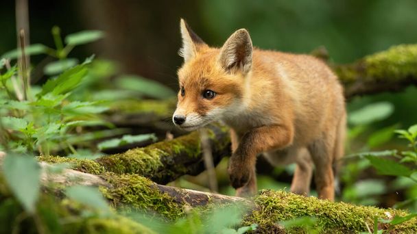 Red fox cub walking through spring forest with mossy branches on the ground. - Photo, Image