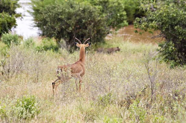Impalas asustadas en los arbustos, Tsavo East National Park, Kenia - Foto, Imagen