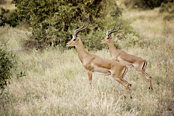 Pelästyneitä lävistyksiä pensaassa, Tsavo East National Park, Kenia - Valokuva, kuva