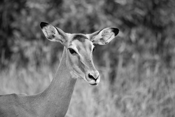 Cara de impala femenina de cerca. Parque Nacional Tsavo East en Kenia - Foto, Imagen