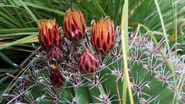Close-up van cactus bloem in Koninklijke Botanische Tuin Madrid - Foto, afbeelding