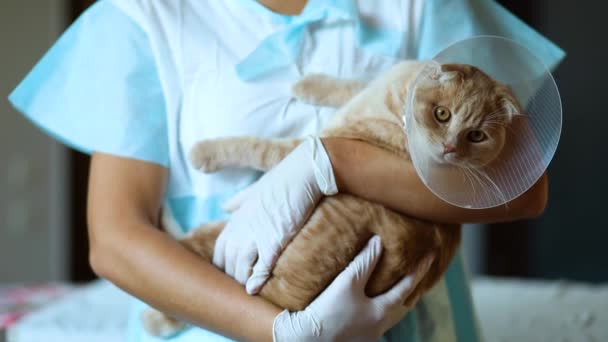 Veterinário médico fêmea está segurando em suas mãos um gato com cone de plástico - Filmagem, Vídeo