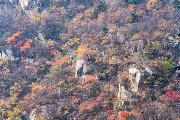Červená a žlutá vegetace hory na podzim a kozel v ní  - Fotografie, Obrázek