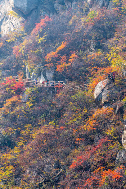La végétation rouge et jaune de la montagne en automne et le chevalet dedans  - Photo, image