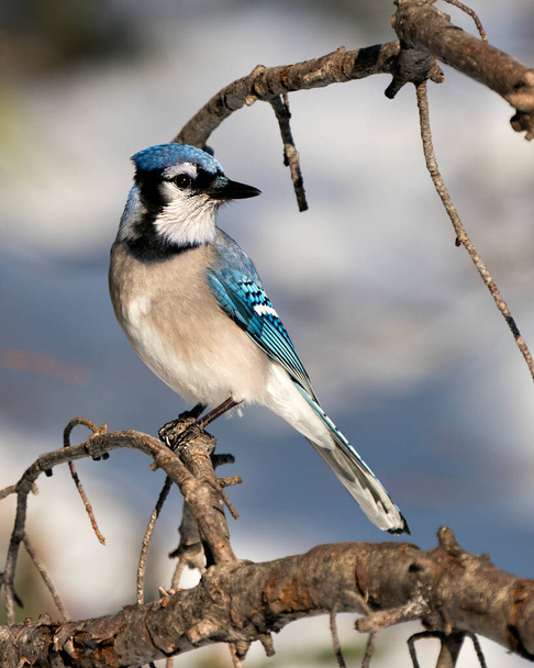Blue Jay perched on a branch with a blur background in the forest environment and habitat. Image. Picture. Portrait. Looking to the right side. Blue Jay Stock Photos.  - Photo, Image
