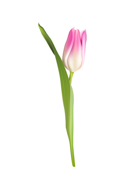 Διάνυσμα ροζ τουλίπας λουλούδι απομονωμένο σε λευκό φόντο - Διάνυσμα, εικόνα