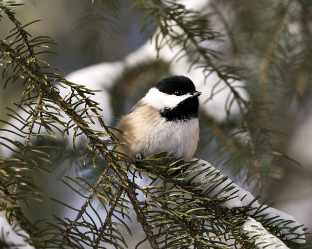 Chickadee close-up profile view on a fir tree branch with a blur background in its environment and habitat, displaying grey feather plumage wings and tail, black cap head. Image. Picture. Portrait. Chickadee Stock Photos. - Foto, Bild