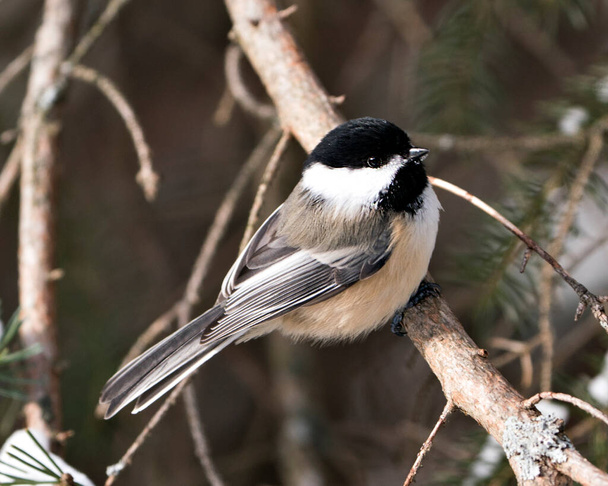Chickadee close-up profile view on a tree branch with a blur background in its environment and habitat, displaying grey feather plumage wings and tail, black cap head. Image. Picture. Portrait. Chickadee Stock Photos. - 写真・画像