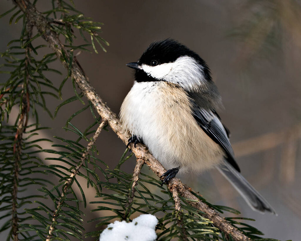 Chickadee close-up profile view on a fir tree branch with a blur background in its environment and habitat, displaying grey feather plumage wings and tail, black cap head. Image. Picture. Portrait. Chickadee Stock Photos. - Valokuva, kuva
