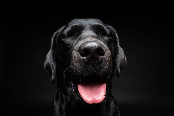 Porträt eines Labrador Retriever Hundes auf einem isolierten schwarzen Hintergrund. Das Bild entstand in einem Fotostudio. - Foto, Bild