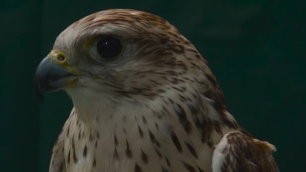 Close up portrait of falcon - Footage, Video