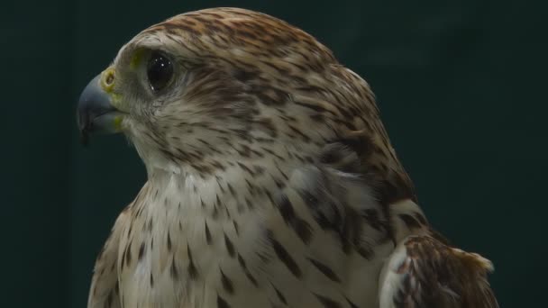 Falkenporträt aus nächster Nähe - Filmmaterial, Video
