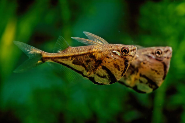 El pez sombrerero de mármol (Carnegiella strigata) es un pequeño pez de aletas radiadas de agua dulce de 3,5 cm de longitud, nativo de América del Sur. Forma de hacha, presenta una línea dorada que se extiende desde su ojo hasta su aleta caudal, mientras que el área debajo de h - Foto, Imagen