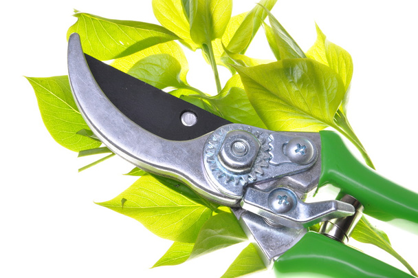zahradní nůžky s zelené větvičky - Fotografie, Obrázek