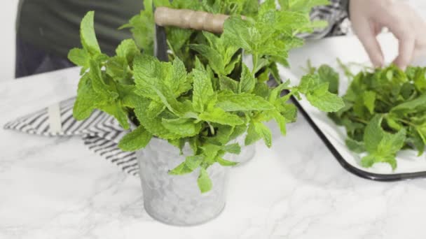 Fresh mint from the organic garden on a white background. - Footage, Video