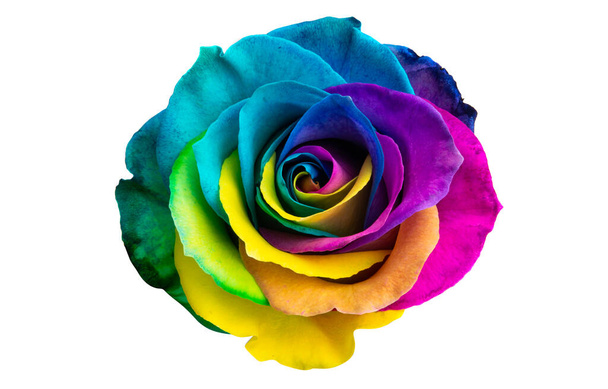 rosas multicolores aisladas sobre fondo blanco - Foto, imagen