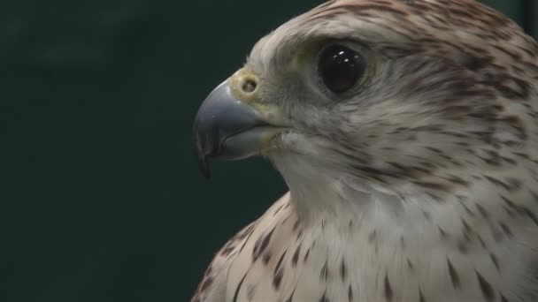 Primer plano retrato de halcón - Metraje, vídeo
