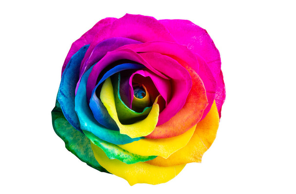 rosas multicolores aisladas sobre fondo blanco - Foto, imagen