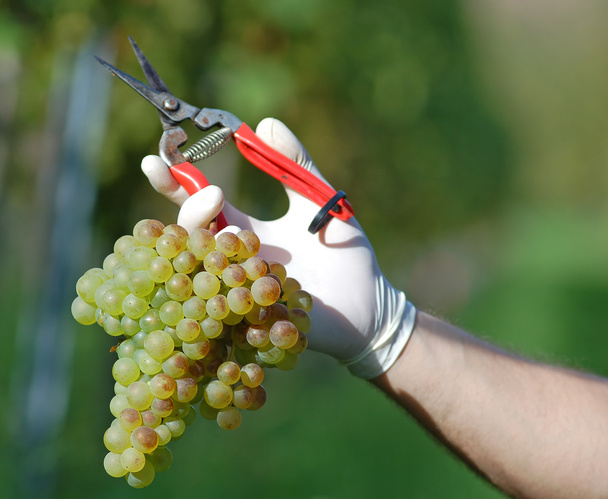 Свежий урожай винограда
 - Фото, изображение