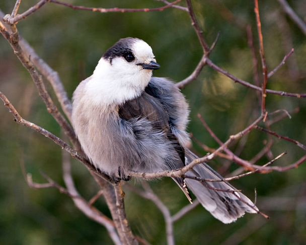Gray Jay close-up profile view perched on a tree branch in its environment and habitat, displaying a ball of grey feather plumage and bird tail.  Image. Picture. Portrait. Gray Jay bird stock photos.  - Photo, Image