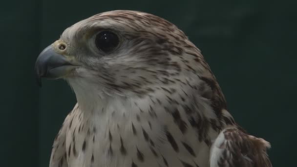 Close up portrait of falcon - Footage, Video