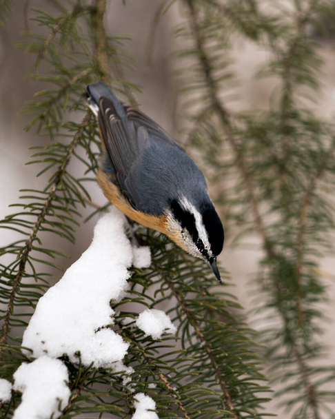 Nuthatch close-up profile view perched on a fir tree branch in its environment and habitat with a blur background, displaying feather plumage and bird tail. Image. Picture. Portrait. Nuthatch Stock Photos.  - Фото, изображение